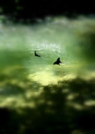 醒过的花要用水泡吗